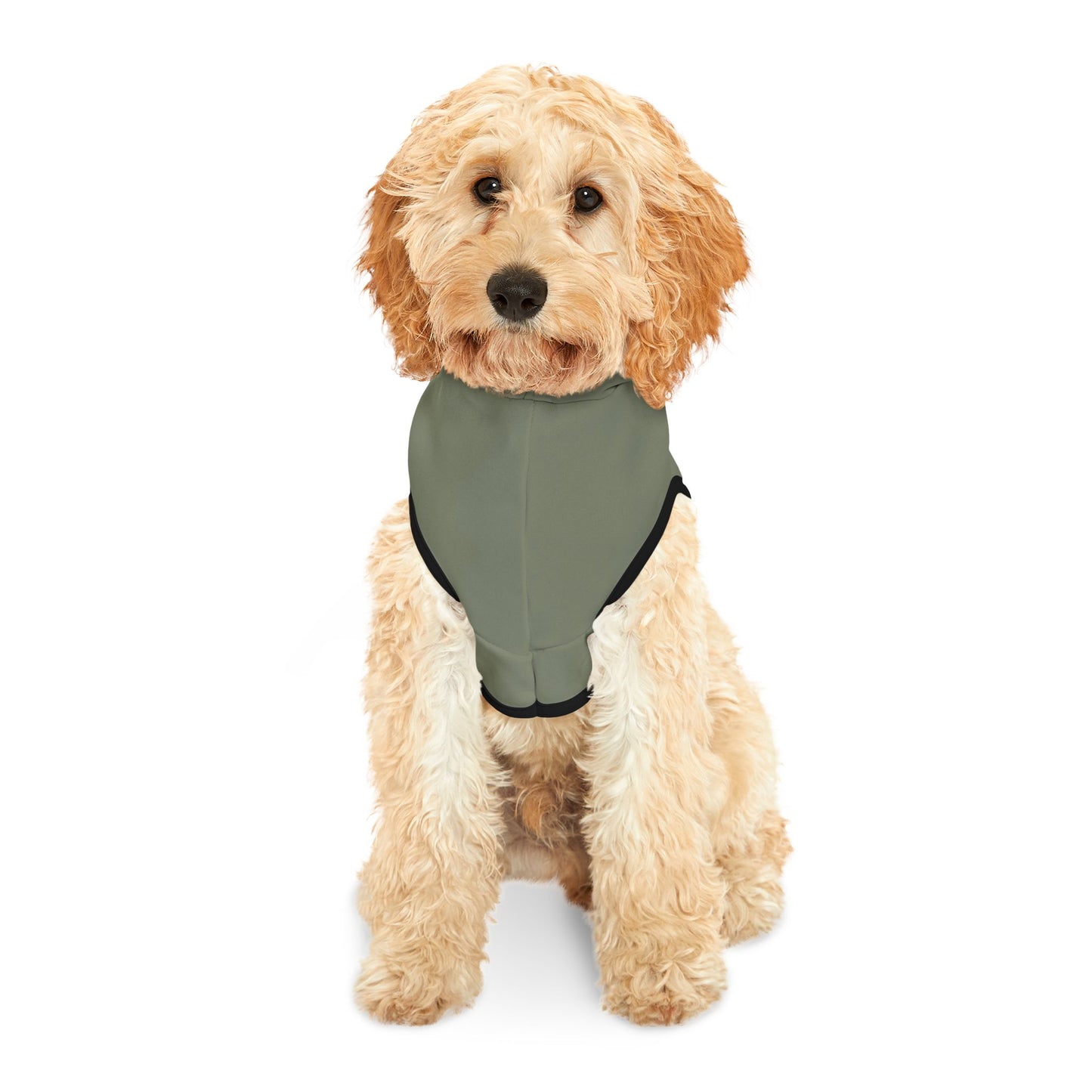 Dog wearing a green harness on a white background