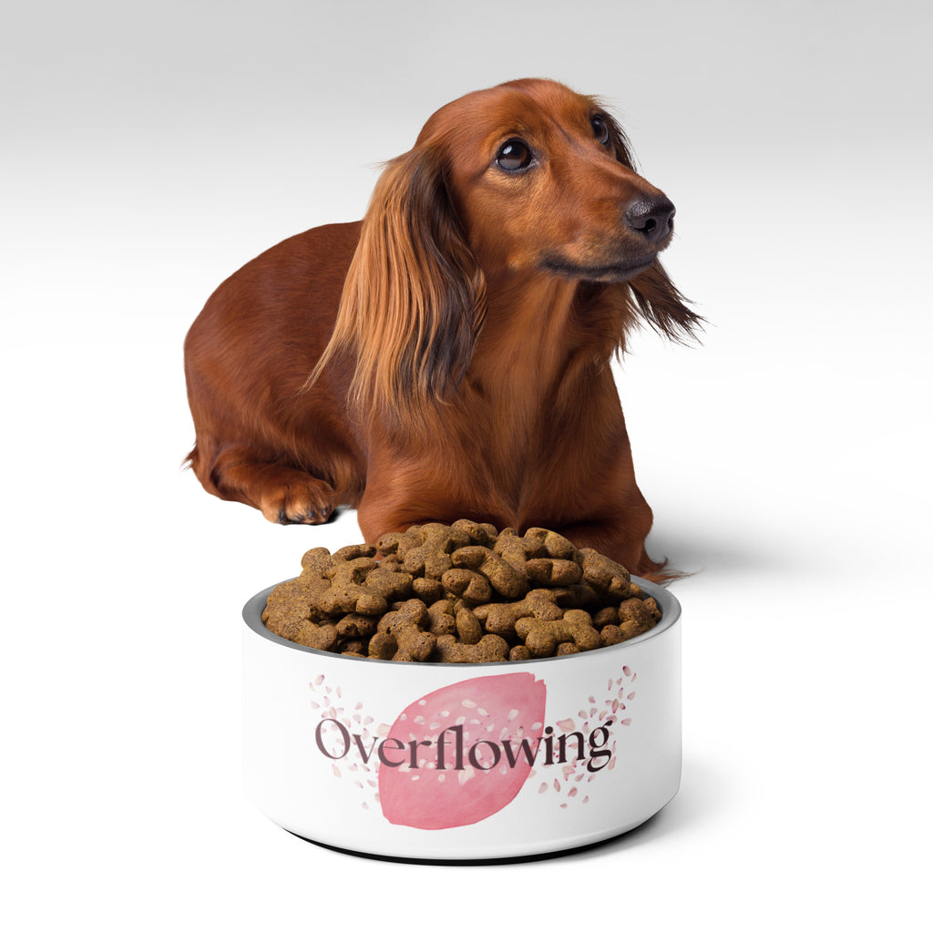 Long-haired dachshund sitting next to a white pet bowl with the rose petal design and the word “Overflowing.”